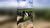 'Tucker no!' Irish woman hilariously freaks out as her dog chases herd of cows
