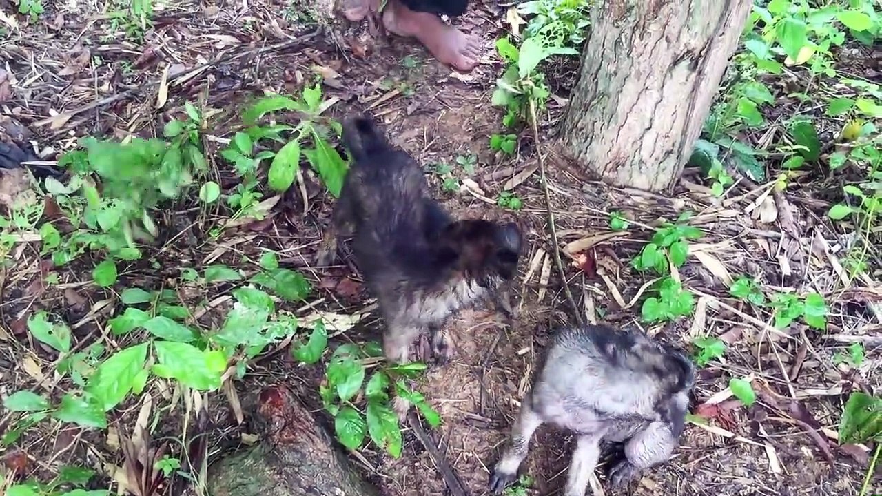 Build Beautiful Bamboo Wild Dog's Villa House