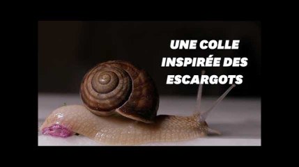 Une superglue réversible et efficace qui copie la bave d'escargot