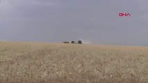 Diyarbakır'da Vali Güzeloğlu, buğday hasadını başlattı