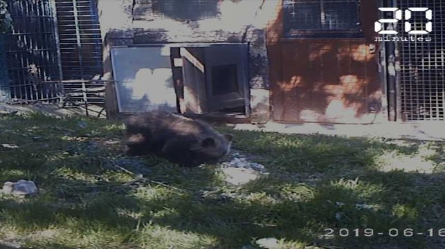 Que va devenir l'ourson retrouvé seul dans les Pyrénées?