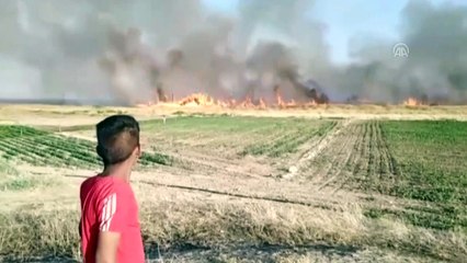 Suriye sınırında yangın - ŞANLIURFA