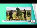 Encuentran plantío de marihuana en la refinería de Cadereyta, Nuevo León | Noticias con Paco Zea