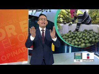 ¿Por qué el aguacate mexicano es considerado "oro verde"? | Noticias con Francisco Zea
