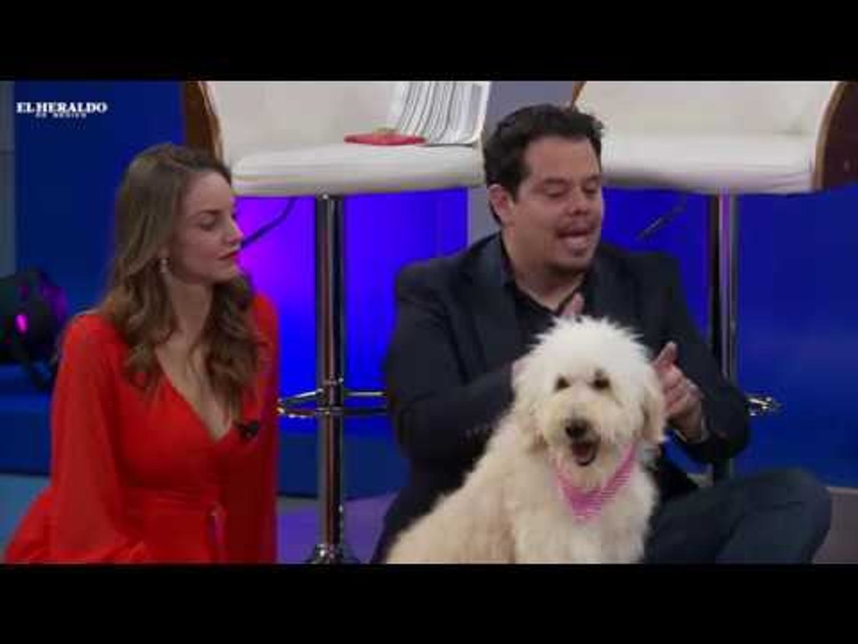 Malos hábitos en los perros, consejos para educarlos