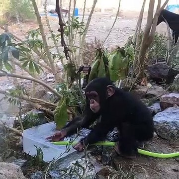 On a attrapé ce bébé singe entrain de gaspiller de l'eau. Trop chou !