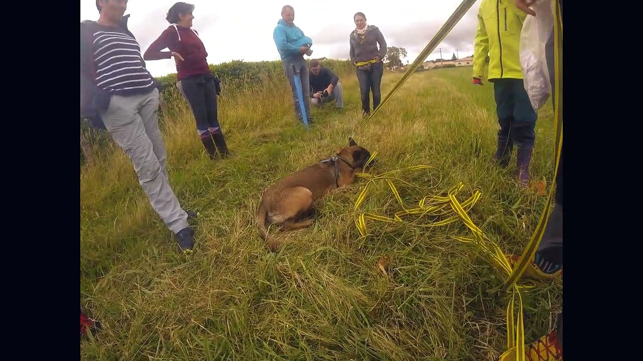 travail en cercle avec une chienne de 6 mois ( malinoise)