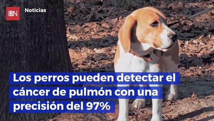 Los perros pueden detectar el cáncer de pulmón con una precisión del 97%