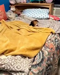 Ce chien se borde lui-même quand l'heure de dormir arrive. Trop cute !