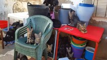 Policía y Zoosanitario retiran 101 gatos de una casa
