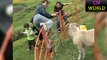 animal attacks 2019 ▶️ Funniest Animal Attacks Compilation ▶️ RAM SHEEP ATTACK