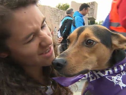 Perrotón, la carrera contra el maltrato animal