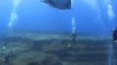 Espectaculares fondos marinos en El Hierro