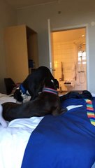 Excited Dog Rolls Off the Bed