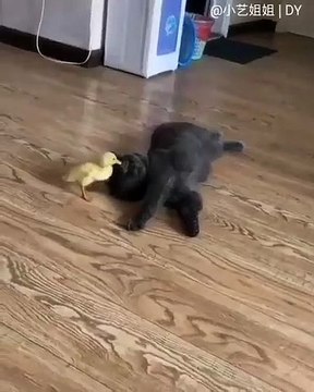 Quand un petit canard essaie de réveiller un chat, voici ce qui arrive !!
