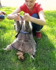 Ce furet adore qu'on le balance. Regardez !