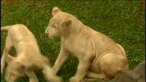 Dos leones de cinco meses se convierten en las estrellas de un zoo de Perú