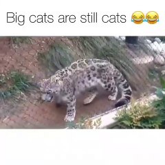 Les gros chats sont tout de même des chats. Hilarant !!