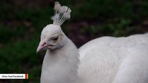 This Zoo Peacock Was Killed When It Flew Into Lion Exhibit