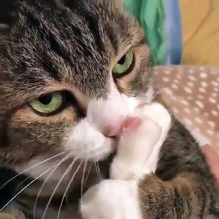 Cette chatte a une drôle de façon de se lécher les pattes. Regardez !