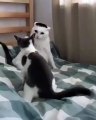 Ce chat ne veut pas que sa sœur le touche. A mourir de rire !!