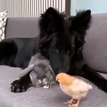 Cette chienne a adopte une lapine et un petit canard. Trop chou !