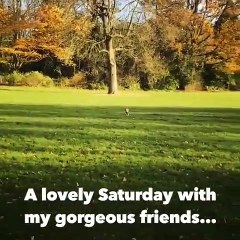Ce chaton s'amuse à chasser les oiseaux dans un jardin public. Hilarant !