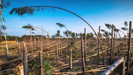 3 Million Acres of Florida Timber Rotting Away 8 Months After Hurricane Michael
