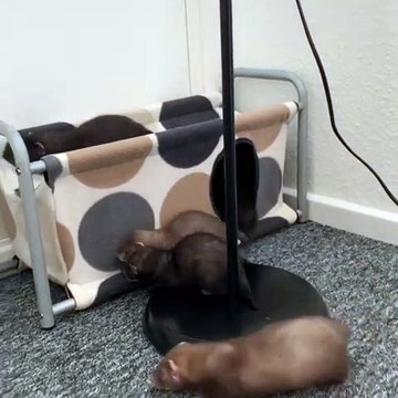 D’adorables bébés loutres s'amusent avec une tente. Admirez !