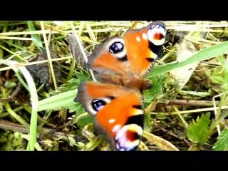 Le Paon-du-jour est une espèce de lépidoptères de la famille des Nymphalidae