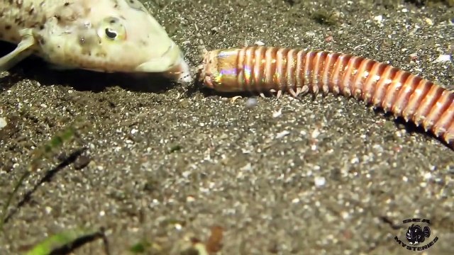 Cet animal cauchemardesque avale un poisson vivant : ver Bobbit Worm!!!!