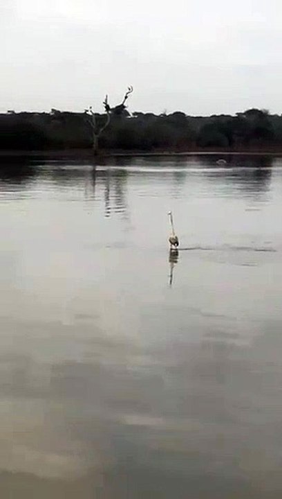 Ce héron fait du surf sur le dos d'un hippopotame (Afrique du Sud)