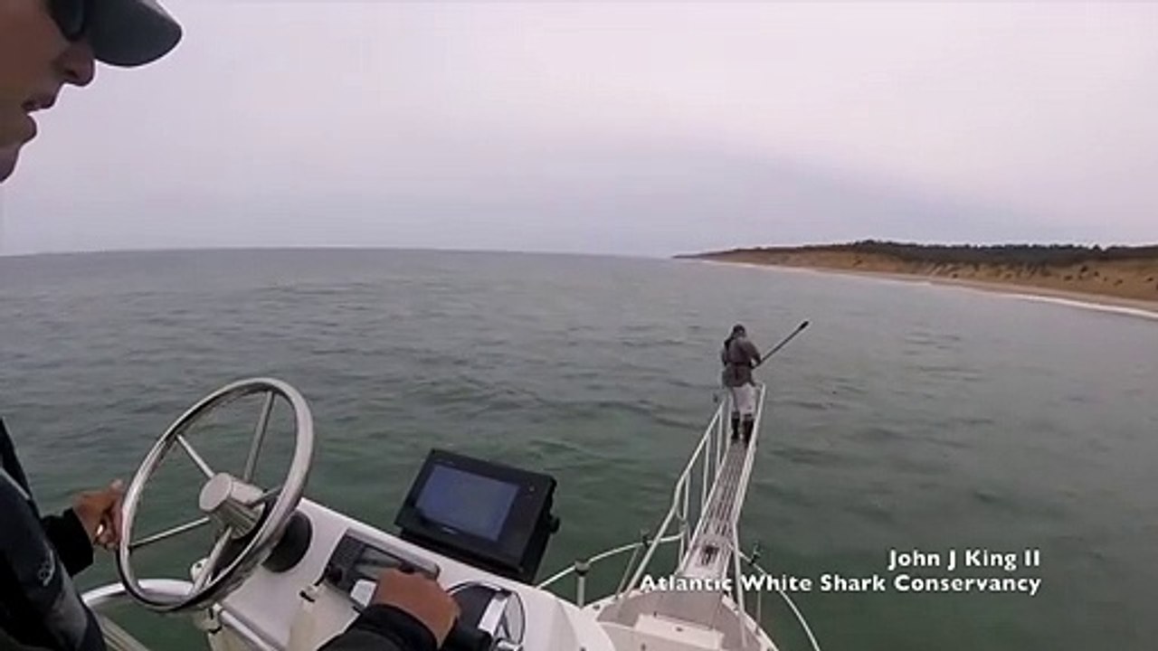 Ce pecheur va se faire surprendre par un grand requin blanc juste sous ses pieds...