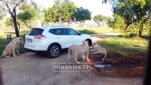 Une lionne ouvre la portiere d'une voiture en plein safari... Grosse frayeur