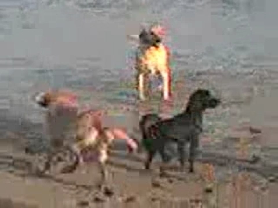 mon 1er bain,   Hossegor