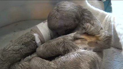 Pancho, el perezoso atropellado en Bolivia que ha conmovido al país