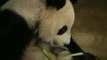 Dos mellizos panda reciben los cuidados de su madre
