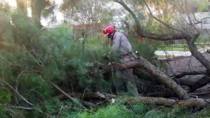 Corte de árvore interdita rua no Bairro Neva
