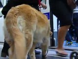 Los perros también viajan en metro