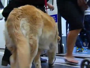 Los perros también viajan en metro