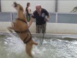 Un spa para perros