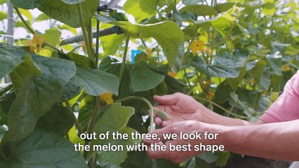 These melons can sell for as much as $22,500 each in Japan