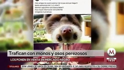 Video herunterladen: Animales en peligro de extincion decomisados por FGR son vendidos: AZCARM