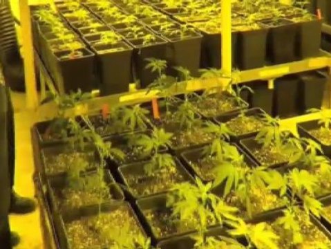 Líderes mundiales piden la despenalización del consumo de diversas drogas