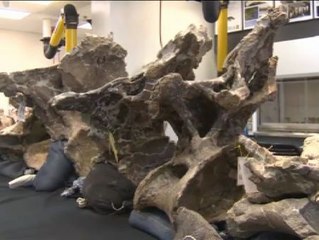 Descubierto el esqueleto de un dinosaurio gigante en la Patagonia argentina