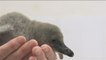 Una cría de pingüino nace prematuramente en el Zoológico de Londres