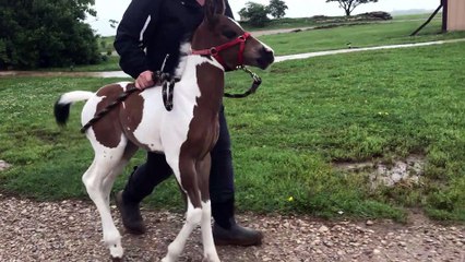 Happy Foal Missed her Momma