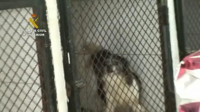 La Guardia Civil interviene 191 perros maltratados