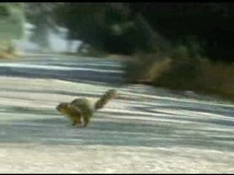 Ils sont pas cons les écureuils