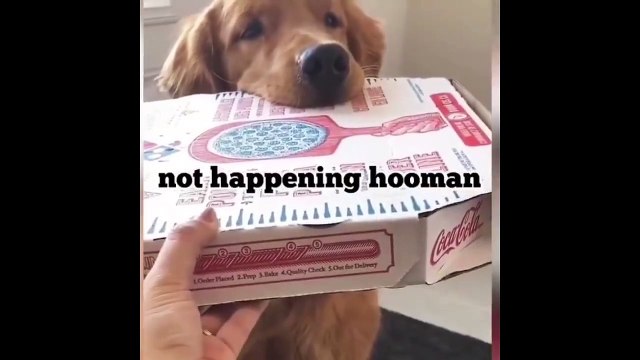 Funny and Cute Golden Retriever Puppies - Cutest Golden Retriever